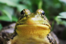 The world’s worst animal disease is killing frogs worldwide. A testing breakthrough could help save them