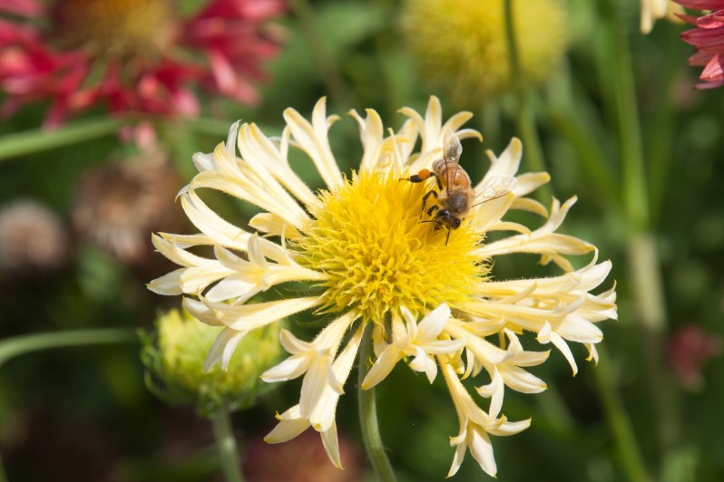 Insects have a lot to do with ancestral flower power, study finds