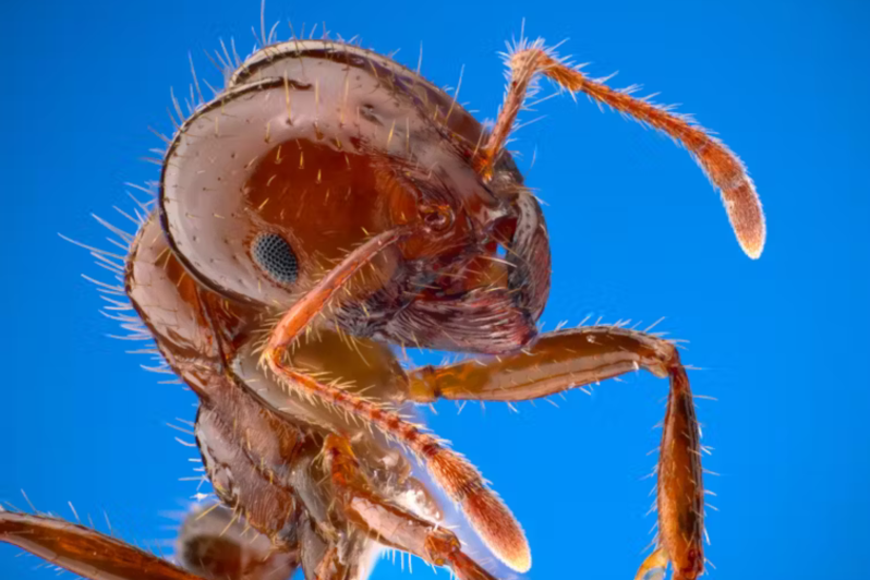 Bad ass species and diseases we must keep out of Australia